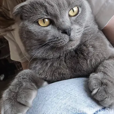 Пропал кот, откликается на кли...