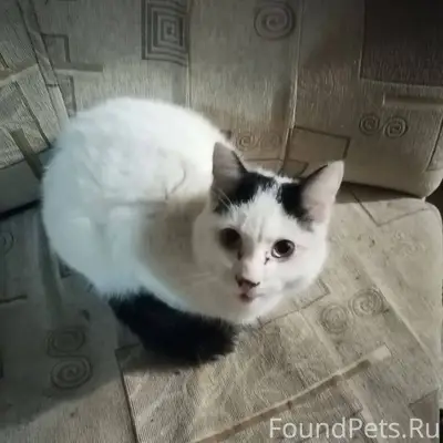 Найден кот в компрессорном рай...