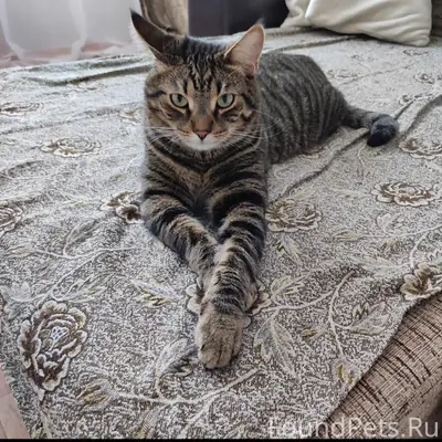 Пропал кот 21.12.2025 в...