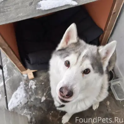 Найден кобель хаски в районе п...