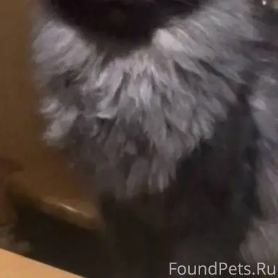 Пропал кот Черныш. Район - ква...