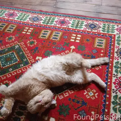 Персик- весьма умный кот. Глуп...