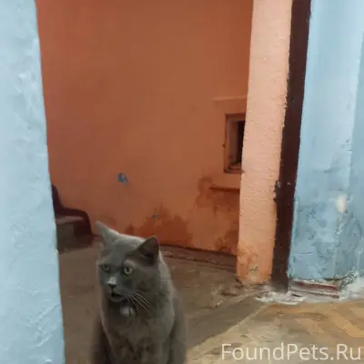 Найден кот живёт в подъезде на...