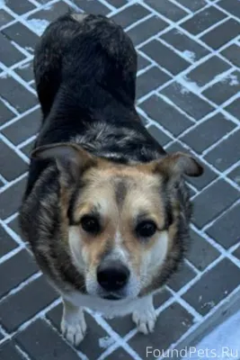 Пропала собака. Усады. Предпол...