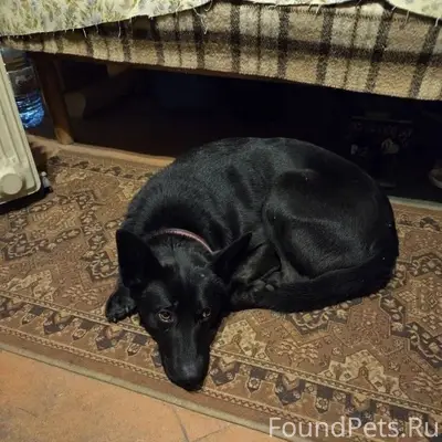 Найдена собака на территории 3...