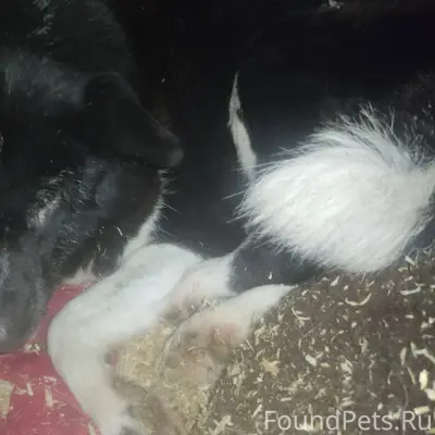 Найдена собака! Хозяин, отзови...