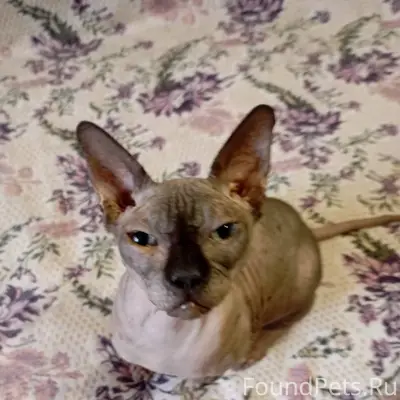 Белгород. Товарищи!!! Это пипе...