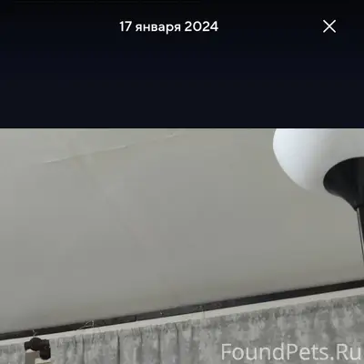 Пропал кот, так и не пришёл...