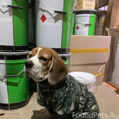 Найден пес , район Иркутск 2 ,...