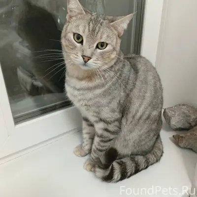 Найден кот/кошечка на 41-ом...