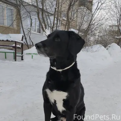 Помогите найти хозяина! Третий...