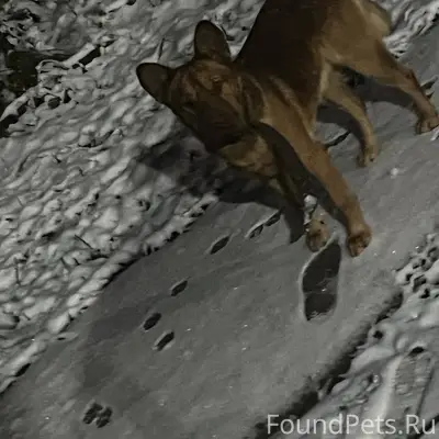 SOS!!!!! Потерялся молодой коб...