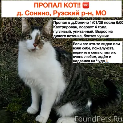 Пропал кот! д.Сонино. Кота нет...