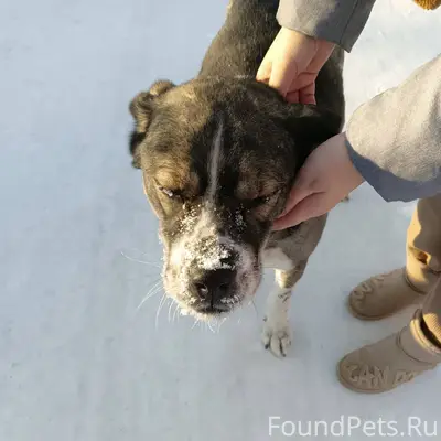 Возле Сбербанка ходит собака. ...