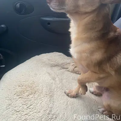 У Белых ночей замерзала собака...