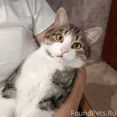 Пропал кот, район северный есл...