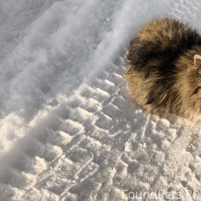 Найден кот в плохом состоянии....