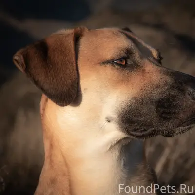 Бегал сегодня (23.01.26)у Боярова, 5, Тосно. Молодой, высокий, ноги длинные, светлый окрас с рыжими пятнами, голова небольшая.