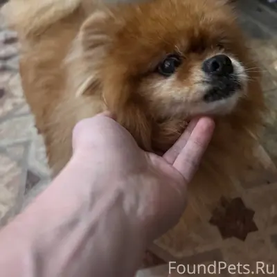 Нашлась собака. С синей шлейко...