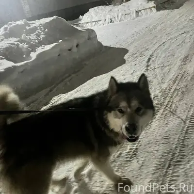 ПОТЕРЯЛСЯ ПЕС!!!! Активный, по...