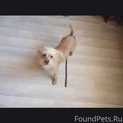 Пропала собака той терьер по к...