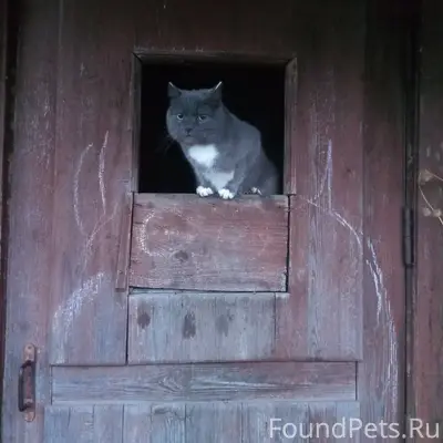 Пропал кот на ул. Северной. Мо...