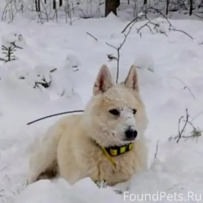 Убежала собака, светлая лайка,...