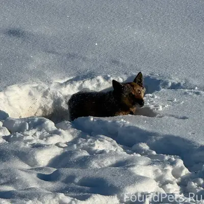 🚨 СРОЧНО! ПОМОГИТЕ НАЙТИ ХОЗЯЕ...