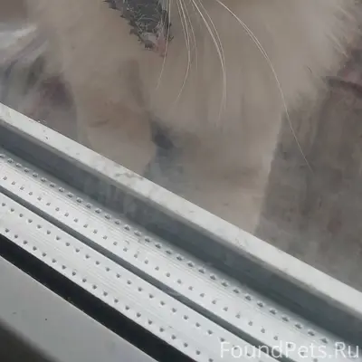 Пропал кот. Гуляет в районе ул...