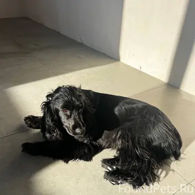 Кто потерял собаку? Была в рай...