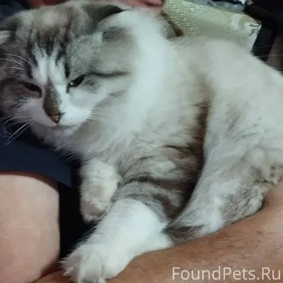 Пропал кот Пропал в районе ули...