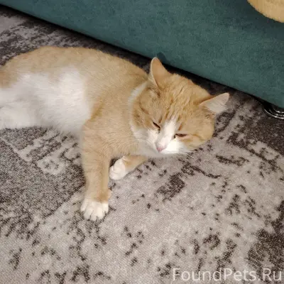 ‼️‼️‼️ НАЙДЕН КОТ‼️‼️‼️ У КБ п...