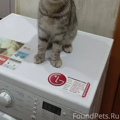 Найден кот!!! Ищем хозяев!!! Д...