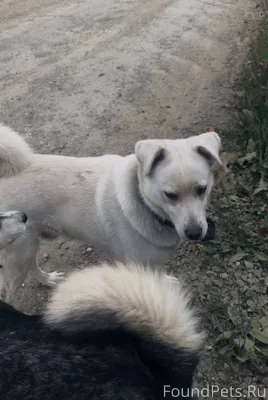 Потерялась собака(на фото) вче...