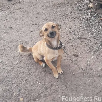 ПРОПАЛА СОБАКА. С 20 на 21...