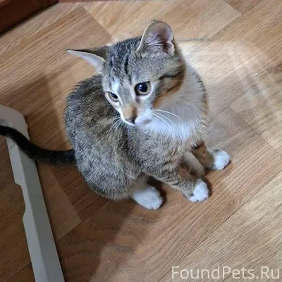 Рядом с подъездом найден котик...