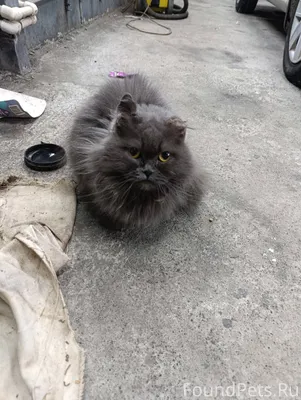 Найден кот(кошка) на хромпике ...