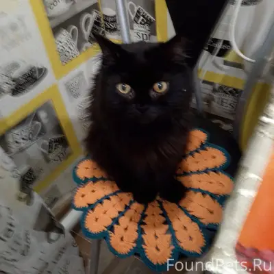 Пропал кот, чёрный, пушистый н...