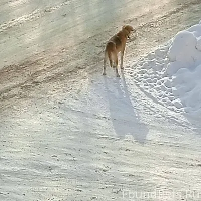 Чья потеряшка??? Бегает,скулит...