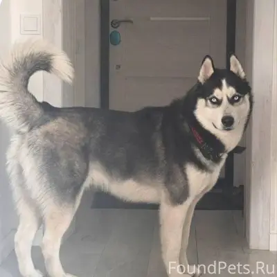 ПРОПАЛА СОБАКА Порода: хаски П...