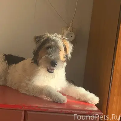 ❗Убежала собака Фокс терьер. К...