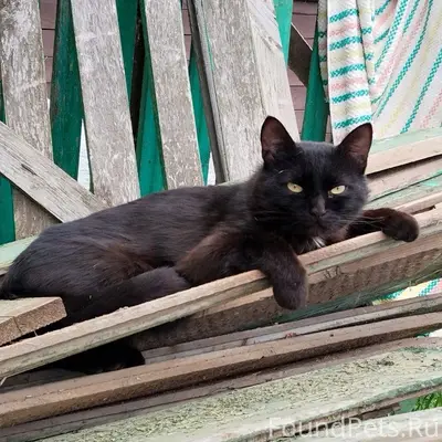 Пропал кот, кличка Барсик. С у...