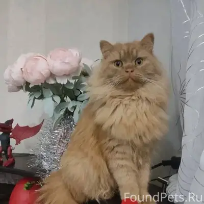 ‼️Пропал кот , кличка «Симба» ...