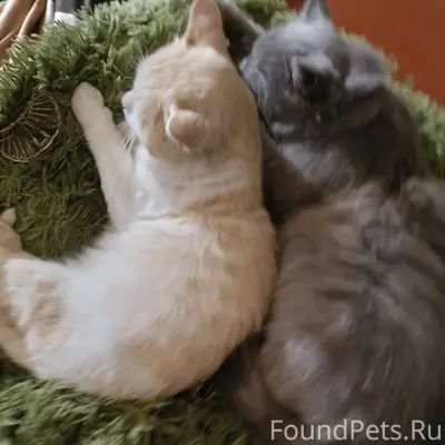 Пропал кот в п. Кировский по.....