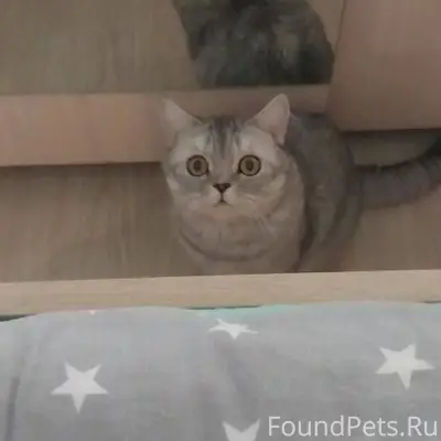 ПРОПАЛА КОШКА‼️Помогите вернут...