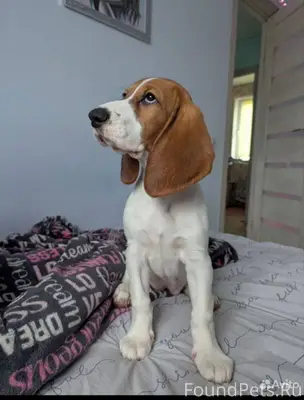 Потерялась собака в районе цен...