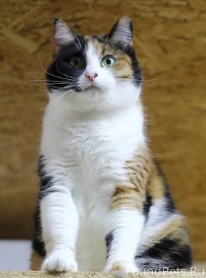 ✨💕 СКАЗОЧНАЯ КОШКА МАРТА 💕✨🐾 Т...