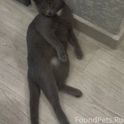 Пропал кот, ушел гулять и не.....