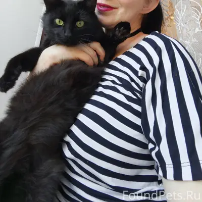 Пропал кот «Кузя» на улице Бол...