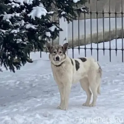 Пролетарка!Найдена собака! Нес...